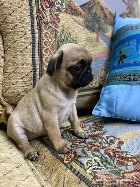 Trained Pug male puppy Whatsapp me +1(484),718‑,9164‬. 2