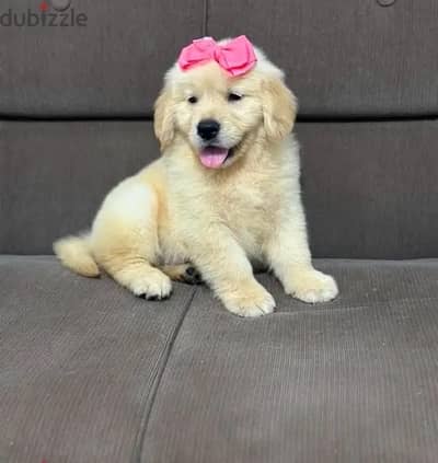 Golden male puppy . Whatsapp me +1(484),718‑,9164‬.