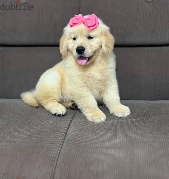 Golden male puppy . Whatsapp me +1(484),718‑,9164‬. 0