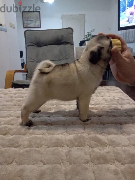 Outstanding  Pug puppy 0