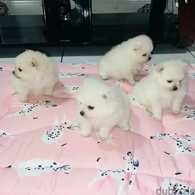 4 Pomeranian  puppy available