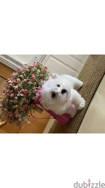 Tcupsize Maltese puppy