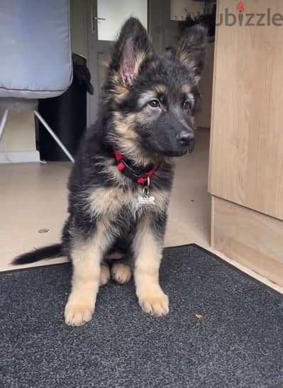 Purebred  German Shepherd  puppy