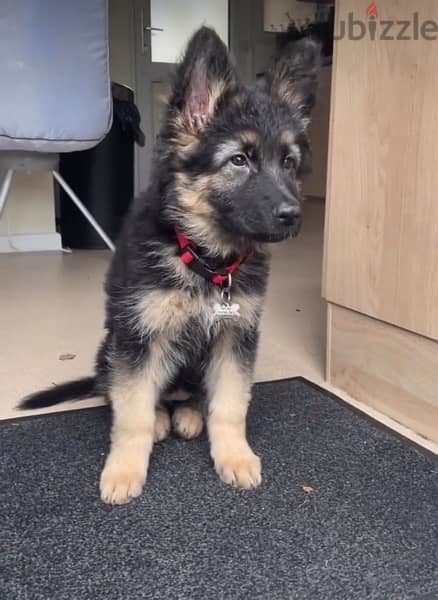 Purebred  German Shepherd  puppy 0