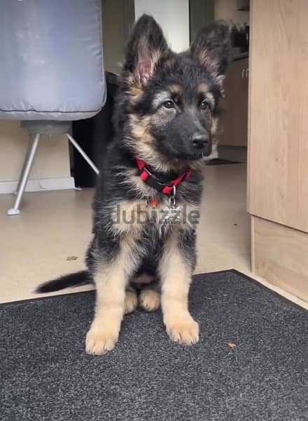 Purebred  German Shepherd  puppy 1