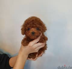 Mini Poodle puppy . . Whatsapp me +1(484),718‑,9164‬.