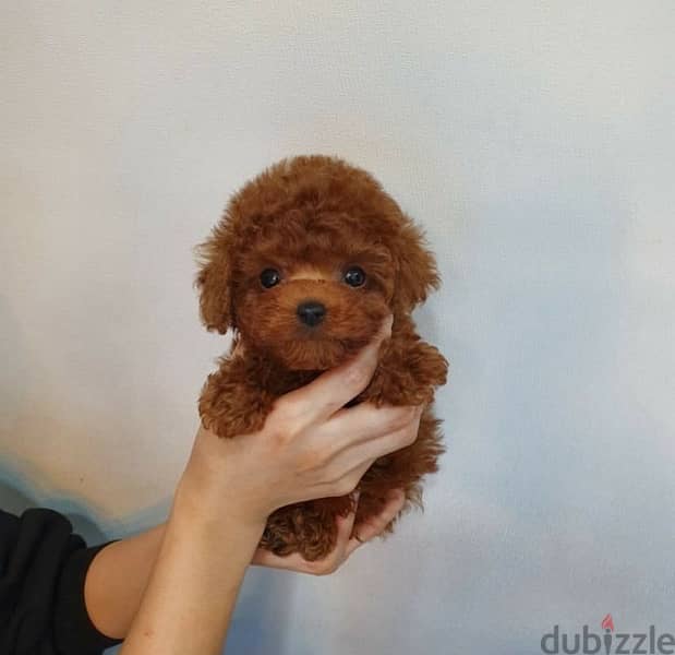 Mini Poodle puppy . . Whatsapp me +1(484),718‑,9164‬. 0