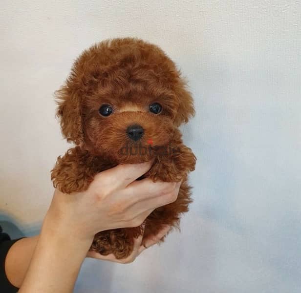 Mini Poodle puppy . . Whatsapp me +1(484),718‑,9164‬. 1