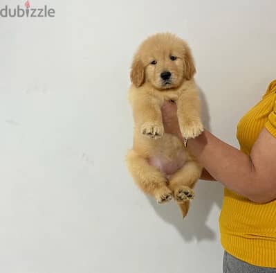 Male Golden puppy