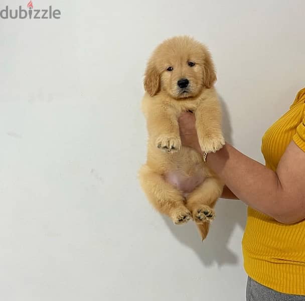 Male Golden puppy 0