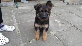 Trained German puppy . . Whatsapp me +1(484),718‑,9164‬.