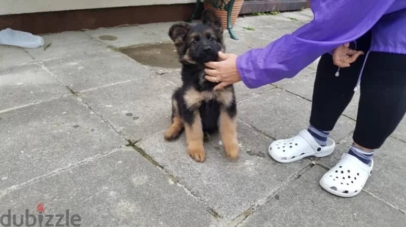 Trained German puppy . . Whatsapp me +1(484),718‑,9164‬. 1