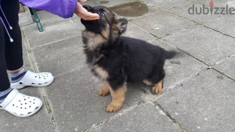 Trained German puppy . . Whatsapp me +1(484),718‑,9164‬. 2