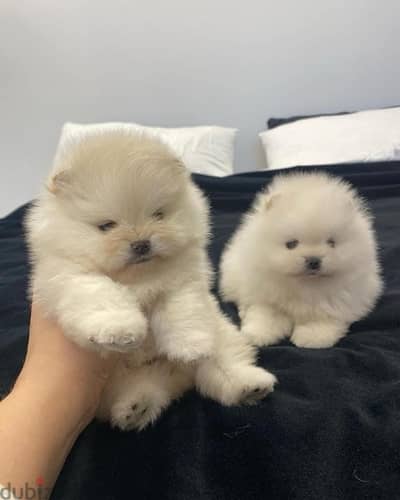 Teacup Male and female Pomeranian