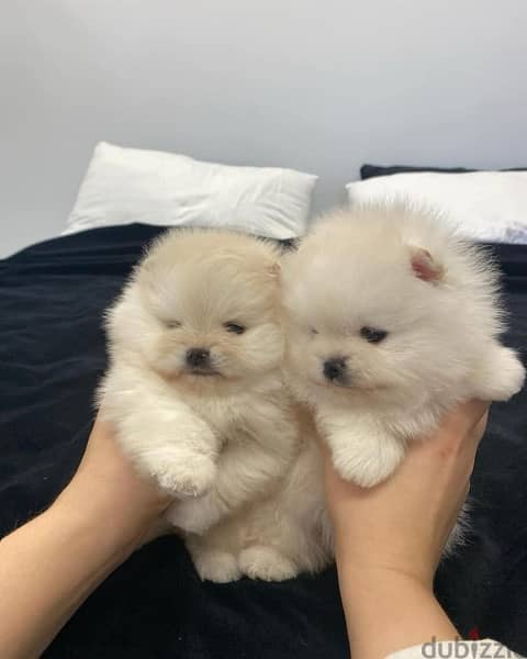 Teacup Male and female Pomeranian 1