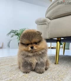 Home Trained Pomeranian puppy