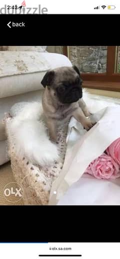 Female Trained pug puppy