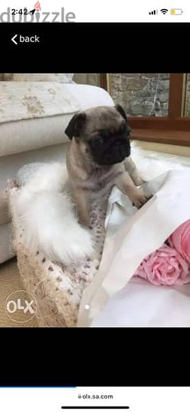 Female Trained pug puppy 0