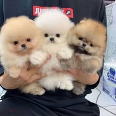 Pome-ranian Puppies