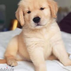 Golden Retriever puppies available  whatsapp +4917629216066