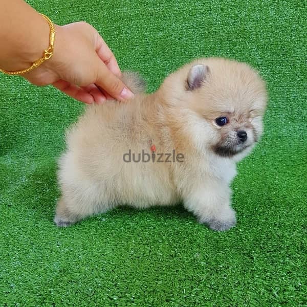 Cream male Poms for sale. . WhatsApp:‪ +1(484)718‑9164‬ 0