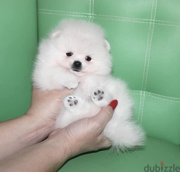 White. Female Poms . WhatsApp:‪ +1(484)718‑9164‬ 0