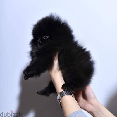 Black Poms puppy for sale .