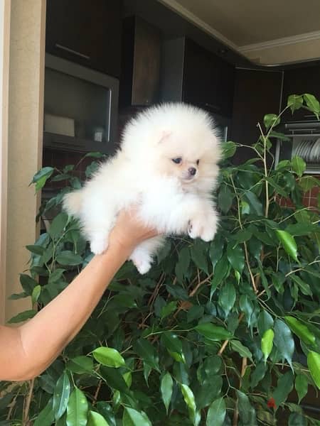 Male Pom puppy for sale . 0