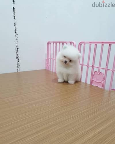 Tcup Poms puppy for sale . . WhatsApp:‪ +1(484)718‑9164‬