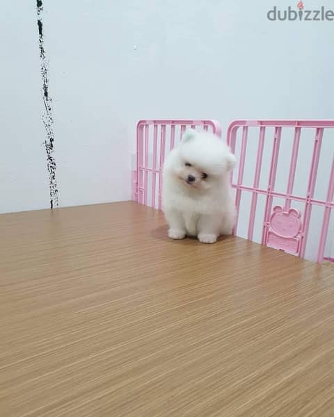 Tcup Poms puppy for sale . . WhatsApp:‪ +1(484)718‑9164‬ 0