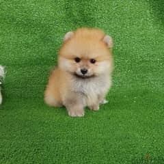 Cream male Poms puppy . . WhatsApp:‪ +1(484)718‑9164‬ 0