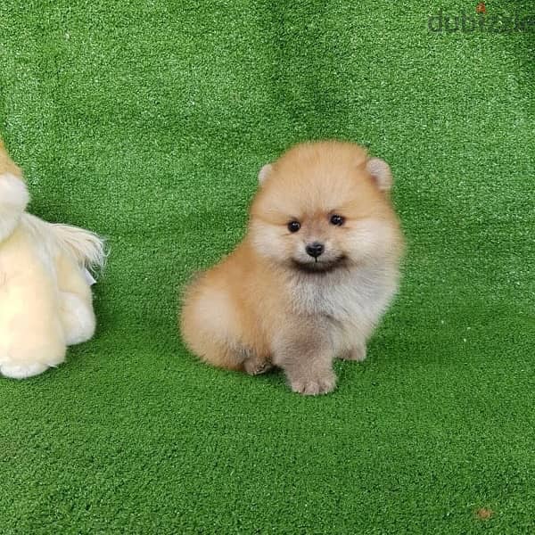 Cream male Poms puppy . . WhatsApp:‪ +1(484)718‑9164‬ 1