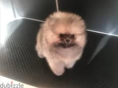Mini Cream Poms puppy . . WhatsApp:‪ +1(484)718‑9164‬