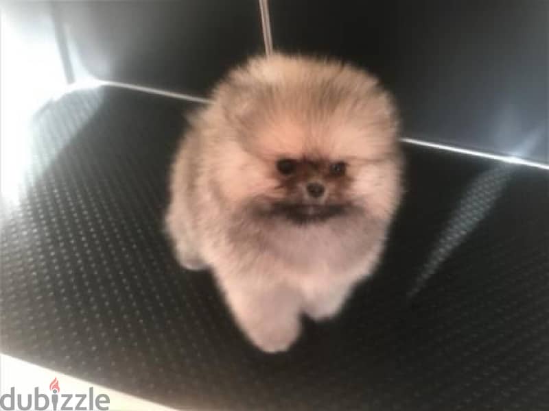 Mini Cream Poms puppy . . WhatsApp:‪ +1(484)718‑9164‬ 0