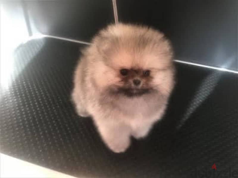 Mini Cream Poms puppy . . WhatsApp:‪ +1(484)718‑9164‬ 1