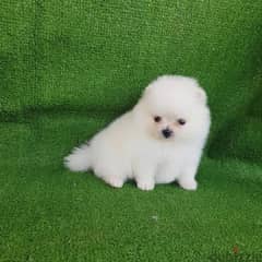 Mini white Poms puppy . . WhatsApp:‪ +1(484)718‑9164‬