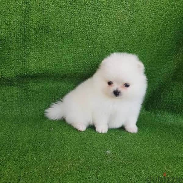 Mini white Poms puppy . . WhatsApp:‪ +1(484)718‑9164‬ 0