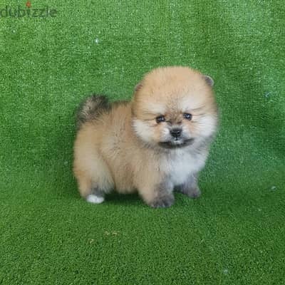 Mini size Poms puppy. .   WhatsApp me +1 (908) 768‑4279