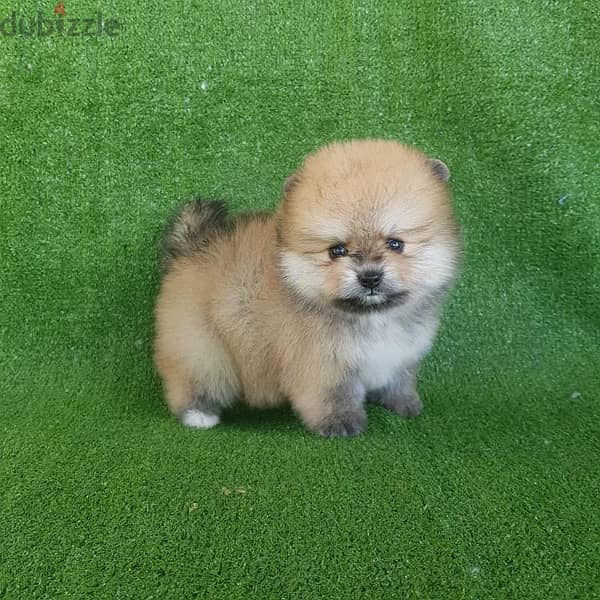 Mini size Poms puppy. . WhatsApp:‪ +1(484)718‑9164‬ 0