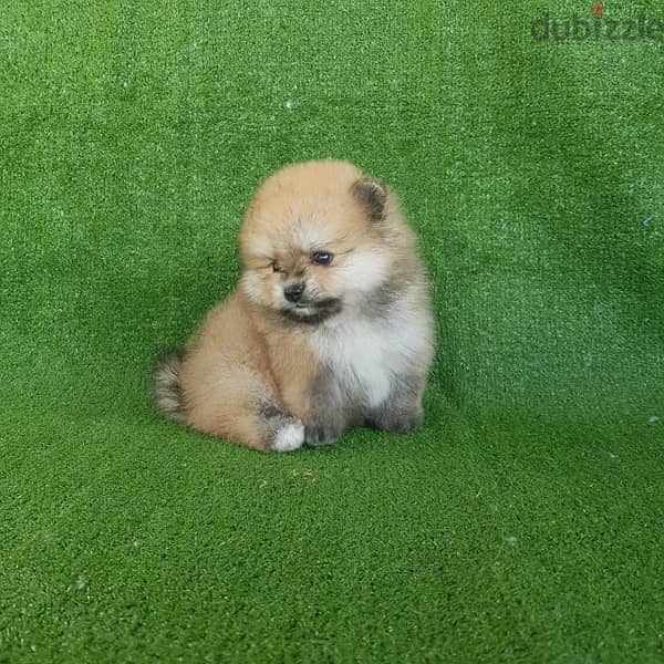 Mini size Poms puppy. . WhatsApp:‪ +1(484)718‑9164‬ 1