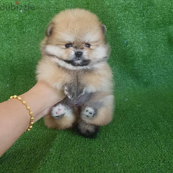 Mini size Poms puppy. . WhatsApp:‪ +1(484)718‑9164‬ 2