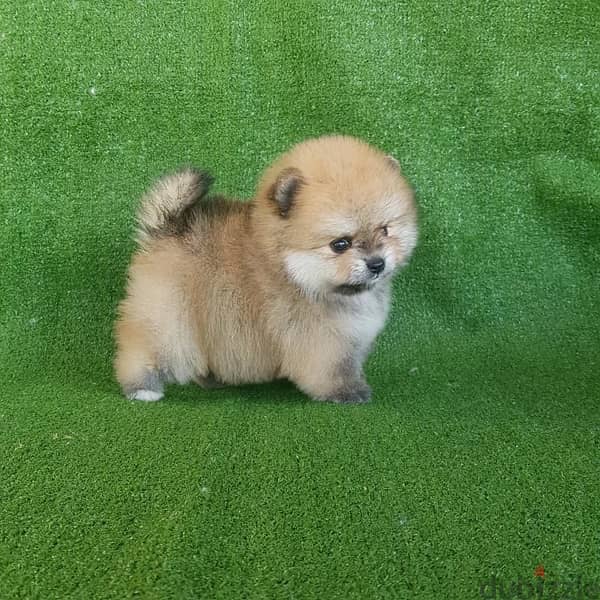 Mini size Poms puppy. . WhatsApp:‪ +1(484)718‑9164‬ 3