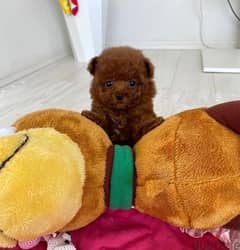 Female Poodle puppy for sale . . WhatsApp:‪ +1(484)718‑9164‬ 0