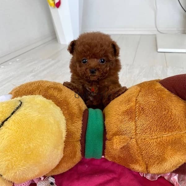 Female Poodle puppy for sale . . WhatsApp:‪ +1(484)718‑9164‬ 1