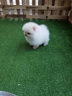 Outstanding  Poms puppy . . WhatsApp:‪ +1(484)718‑9164‬