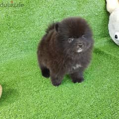 Black Trained Poms puppy. . WhatsApp:‪ +1(484)718‑9164‬