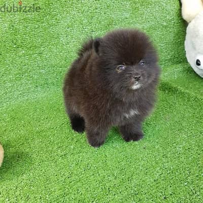 Black Trained Poms puppy. . WhatsApp:‪ +1(484)718‑9164‬