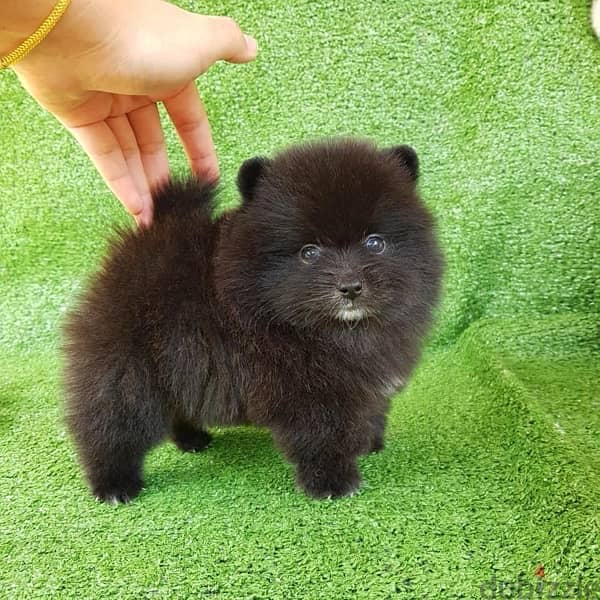 Black Trained Poms puppy. . WhatsApp:‪ +1(484)718‑9164‬ 1