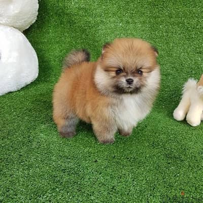 Cream Trained Poms puppy . . WhatsApp:‪ +1(484)718‑9164‬