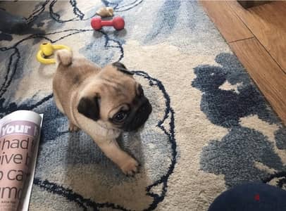 Male Pug puppy for sale . . WhatsApp:‪ +1(484)718‑9164‬